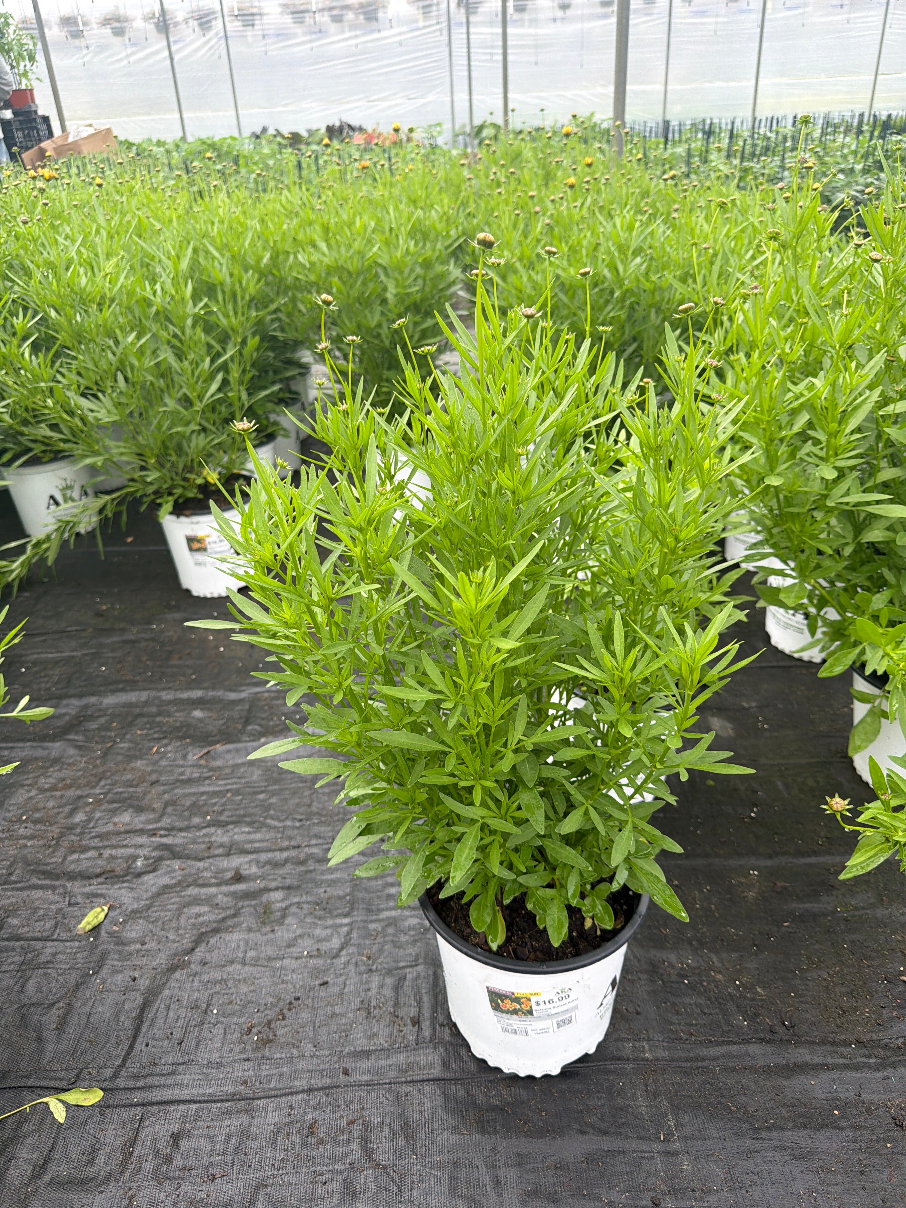 Coreopsis Tickseed Solanna Sunset Burst