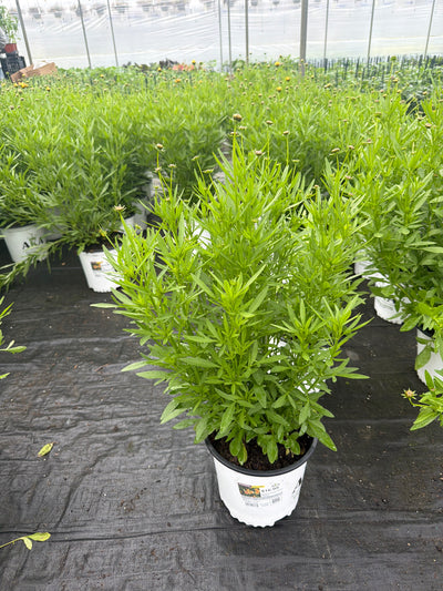 Coreopsis Tickseed Solanna Sunset Burst