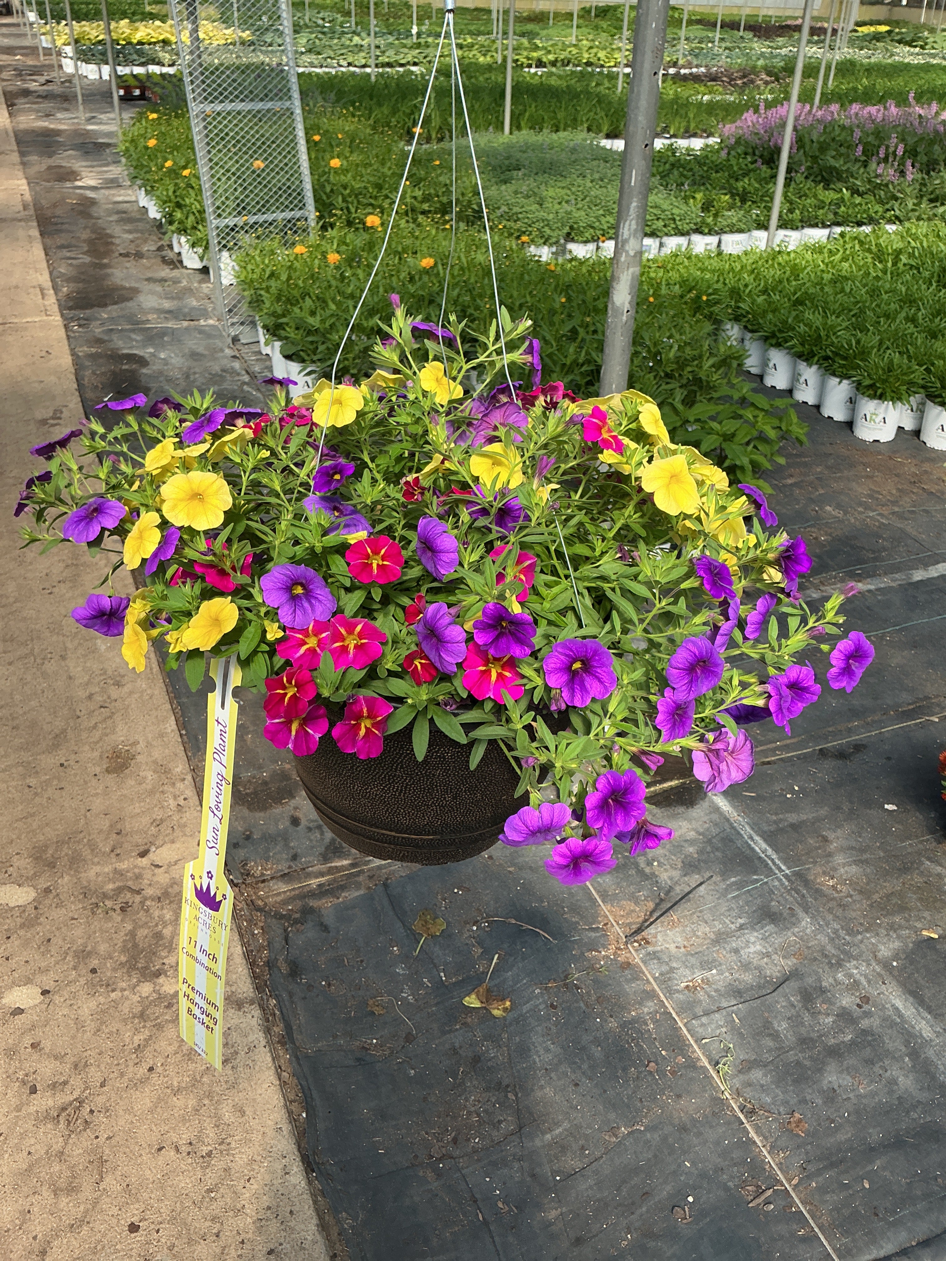 213 Calibrachoa Bloom Me Away - 11" Hanging Basket