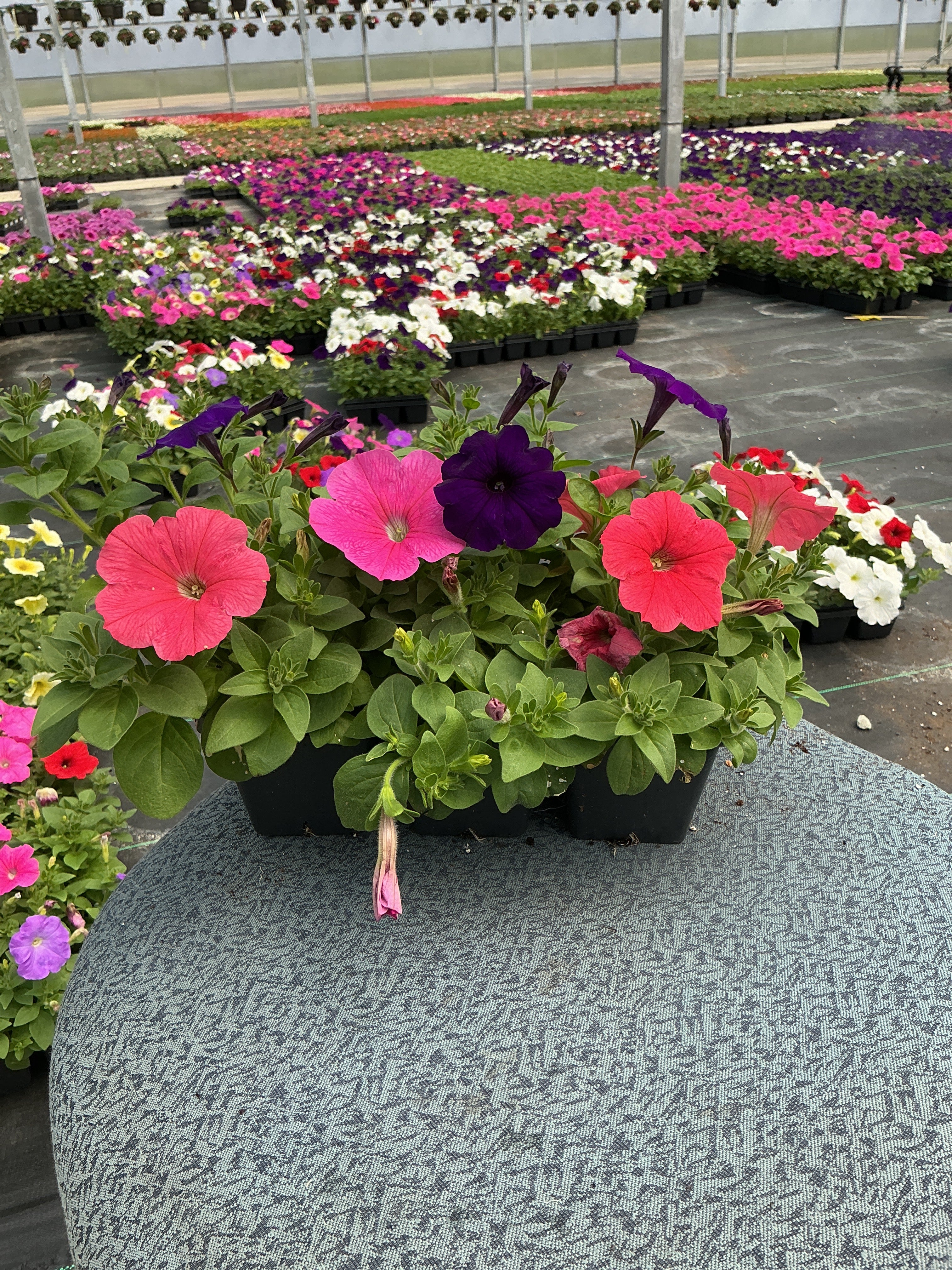 Petunia Easy Wave Mix Formula - 6 Pack Annual