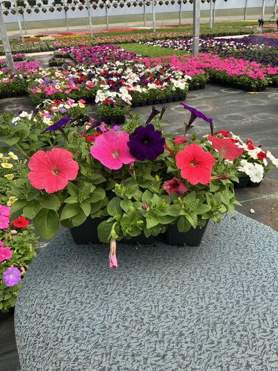 Petunia Easy Wave Mix Formula - 6 Pack Annual
