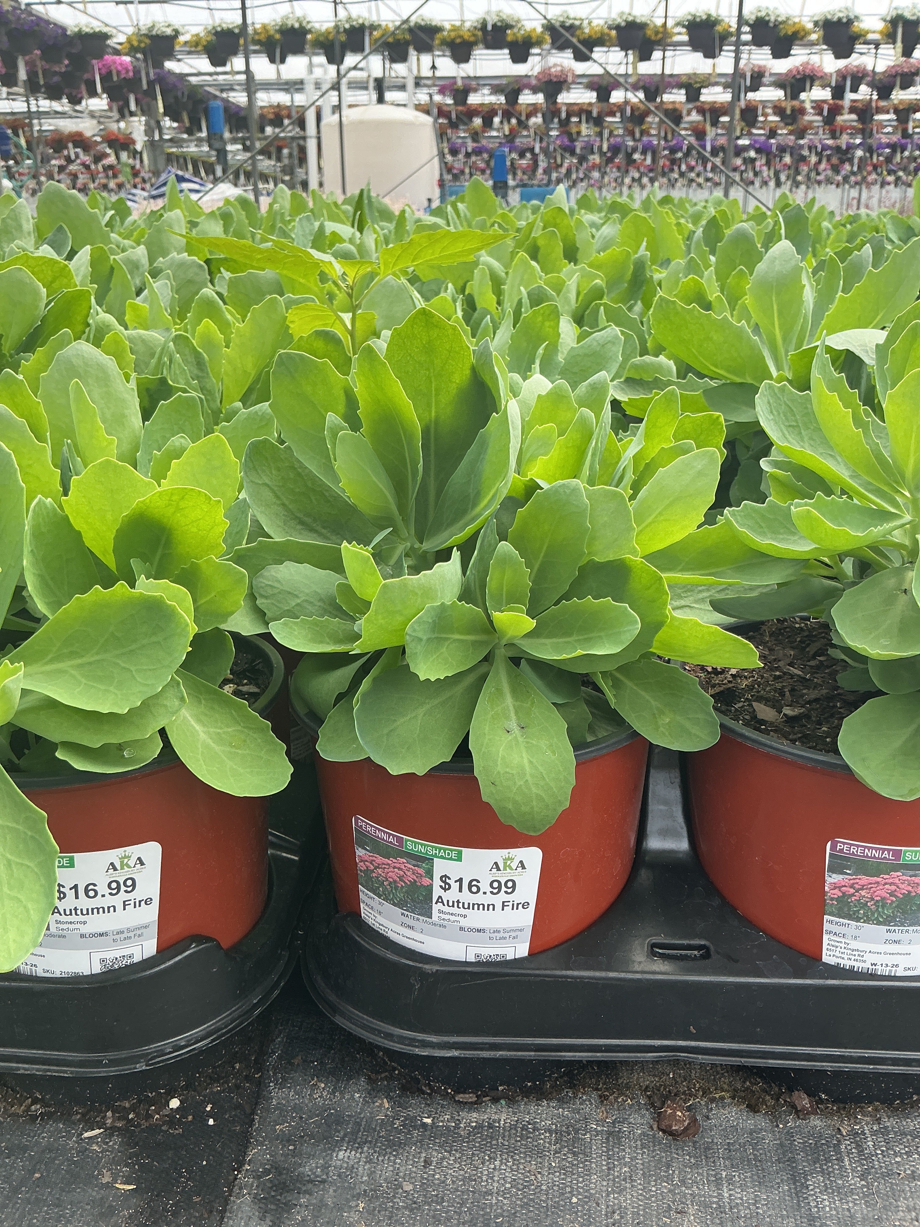 Sedum Stonecrop Autumn Fire - 6" Perennial