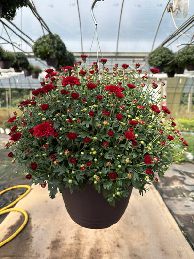 Samantha Red - 11" Garden Mum Hanging Basket