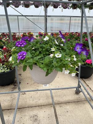 116 Eye Caramba - 11" Hanging Basket