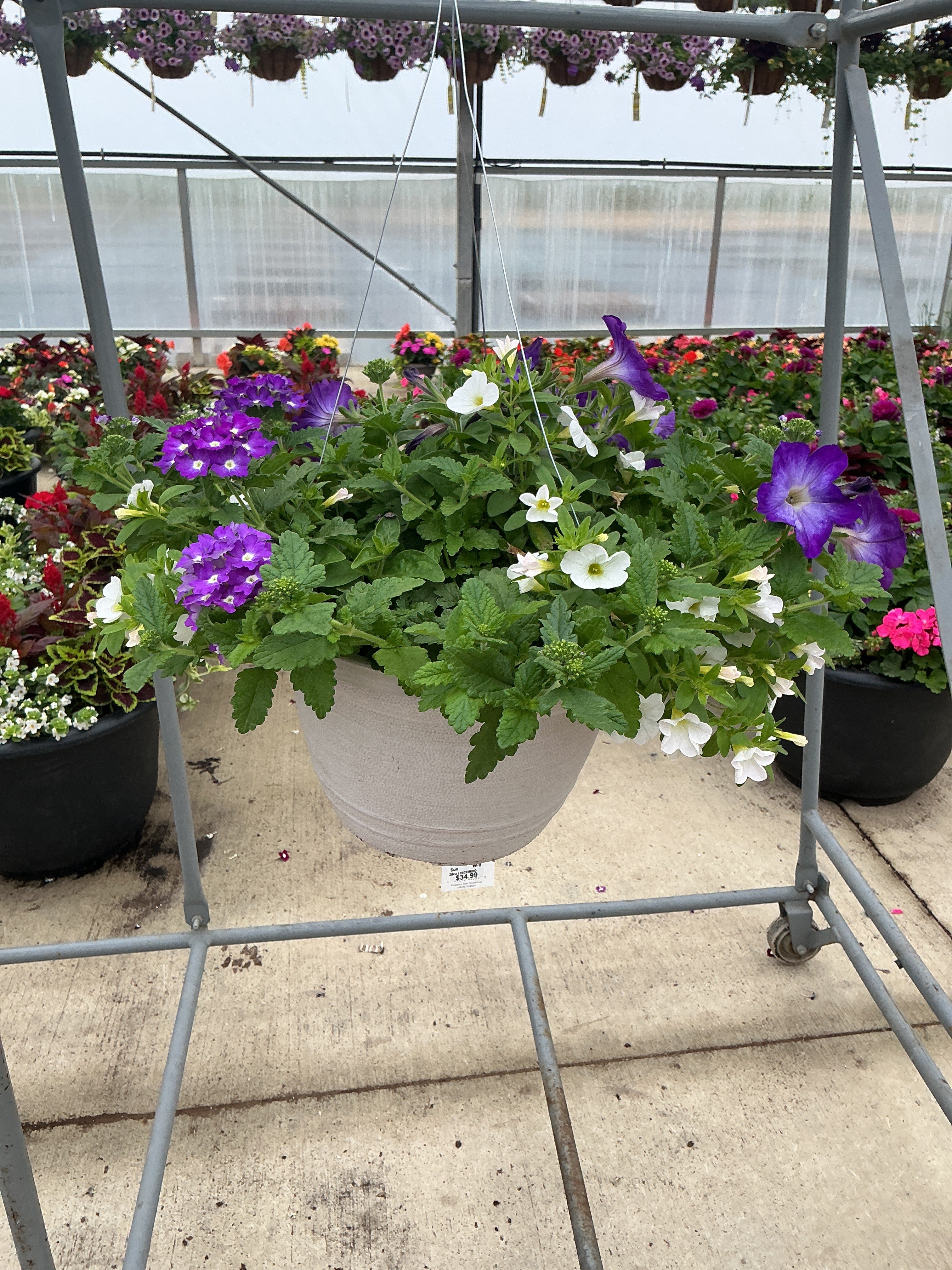 116 Eye Caramba - 11" Hanging Basket