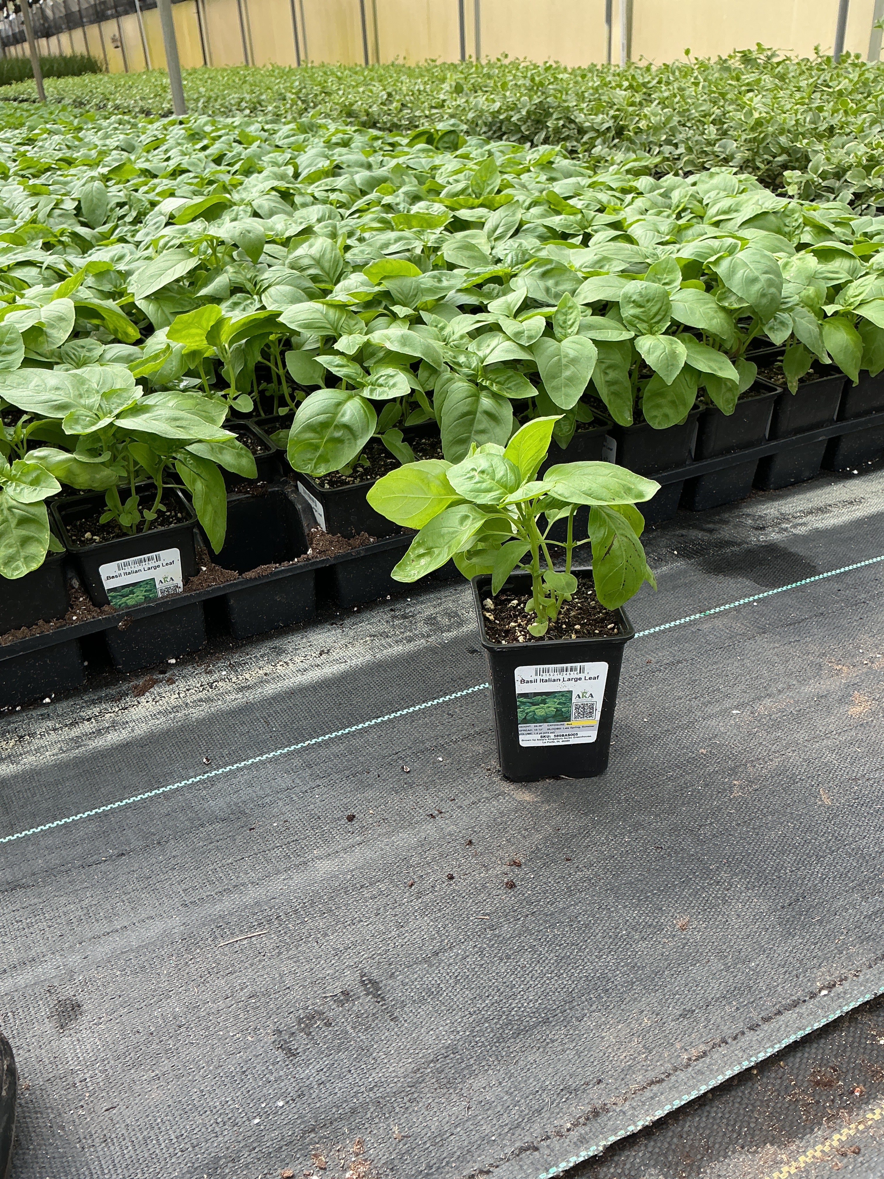 Basil Italian large leaf 4"