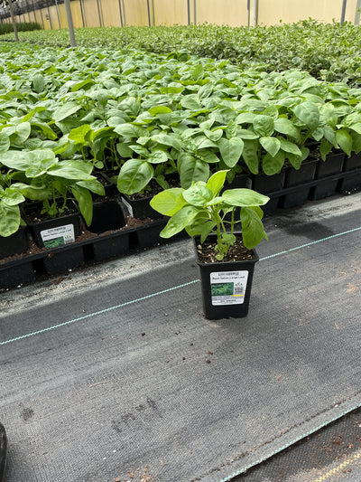 Basil Italian large leaf 4"