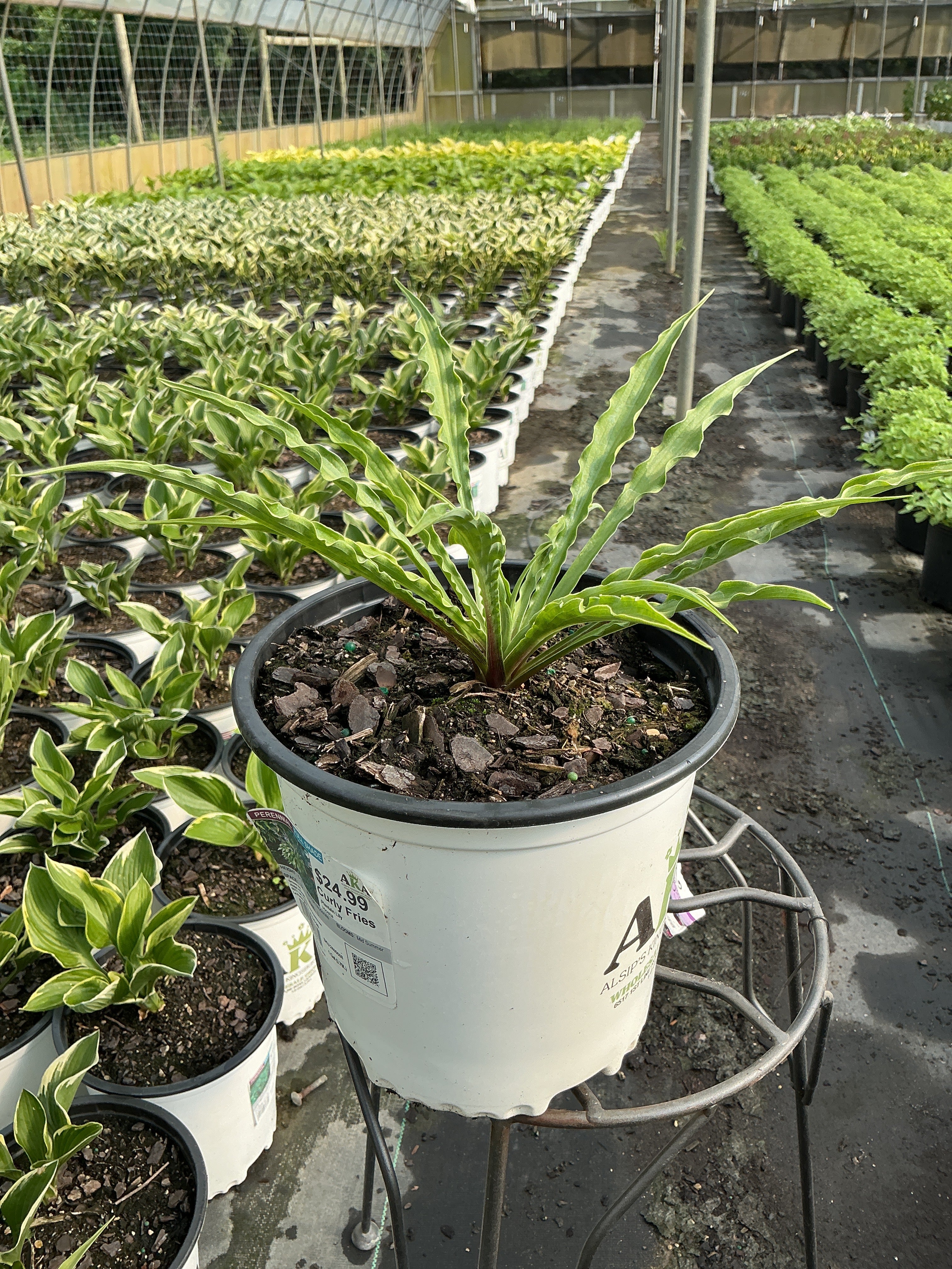 Hosta Plantain Lily Curly Fries