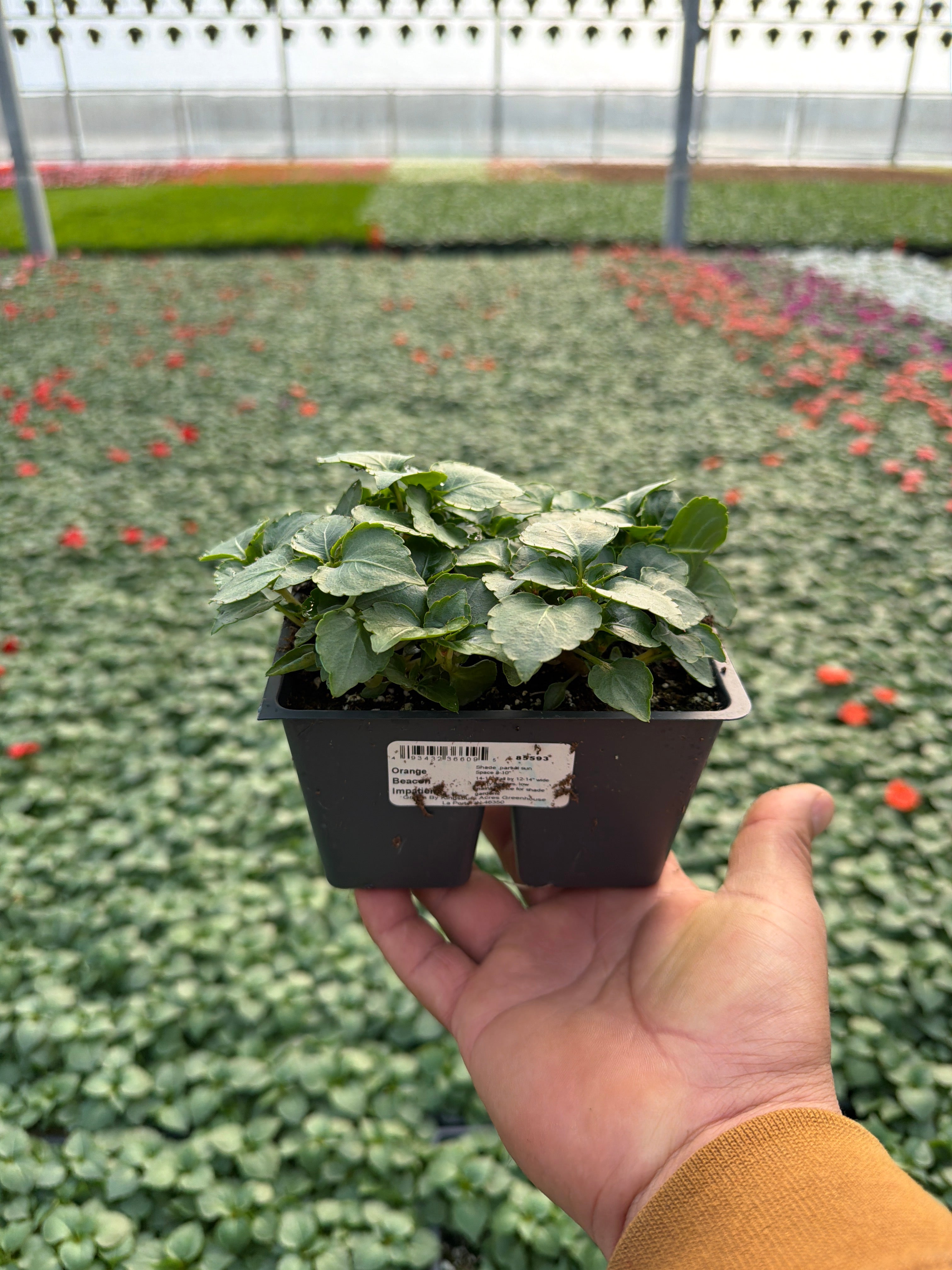 Impatiens Beacon Orange - 4 Pack Annual