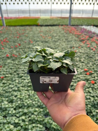 Impatiens Beacon Orange - 4 Pack Annual