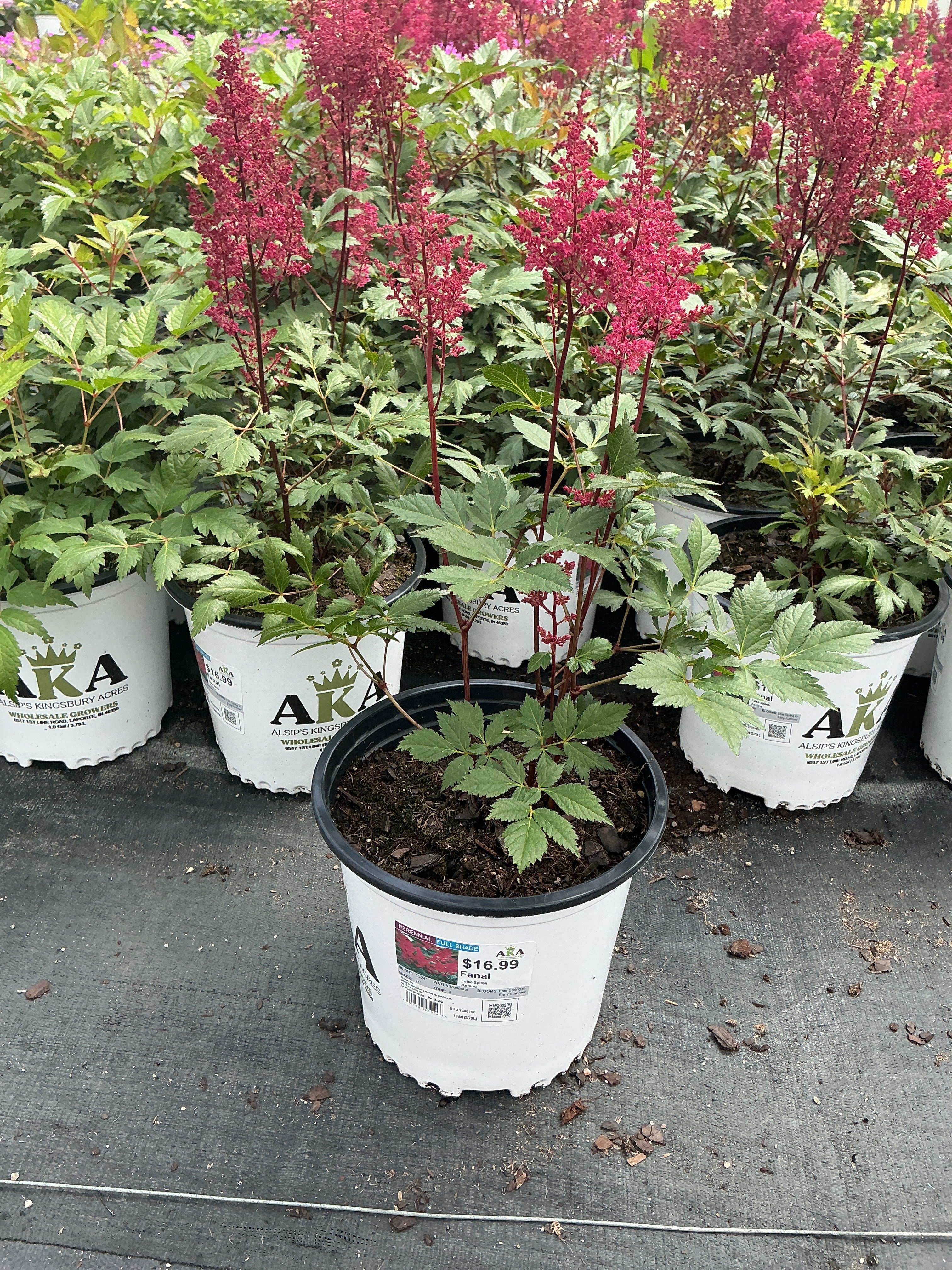Astilbe False Spirea Fanal
