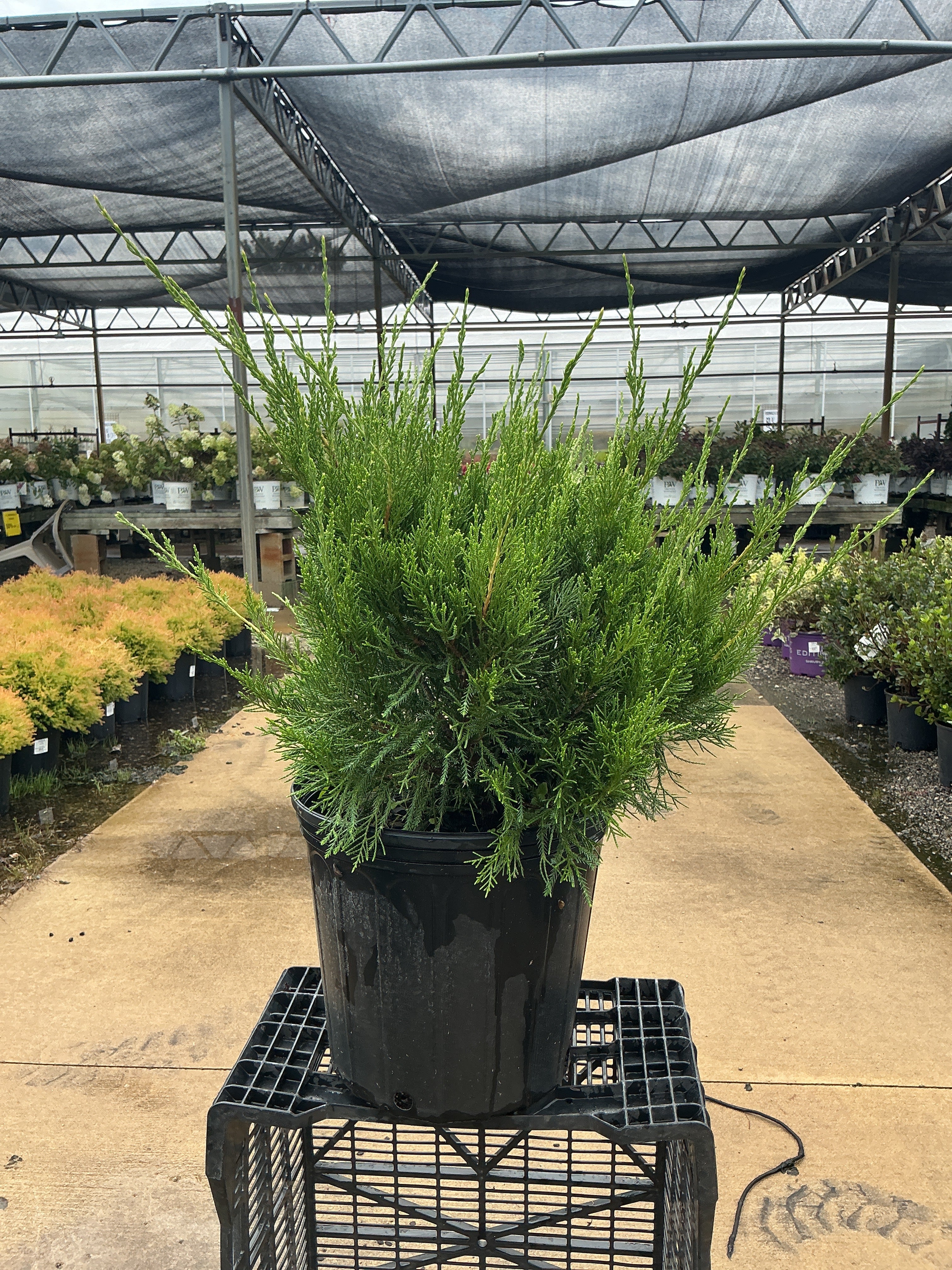 Juniper Sea Green