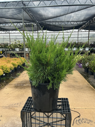 Juniper Sea Green