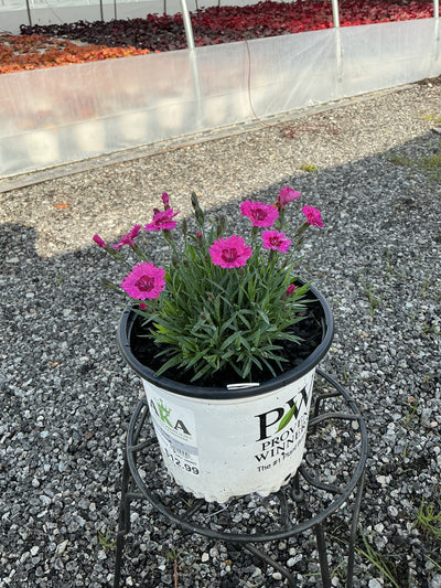 Dianthus Pinks Paint The Town Fancy - 6" Perennial