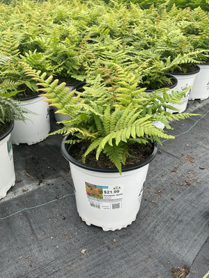 Dryopteris Autumn Fern Jurassic Gold