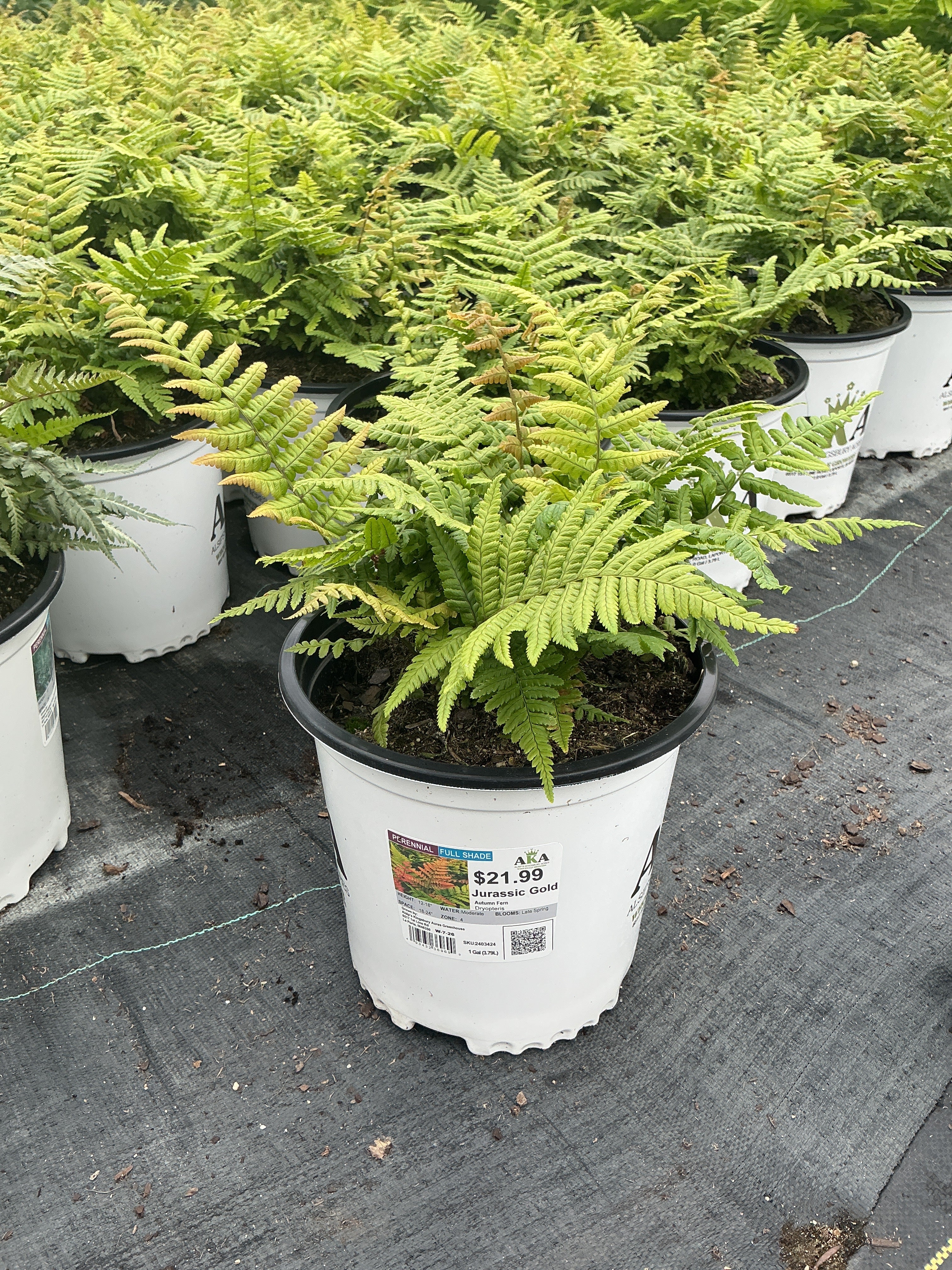 Dryopteris Autumn Fern Jurassic Gold