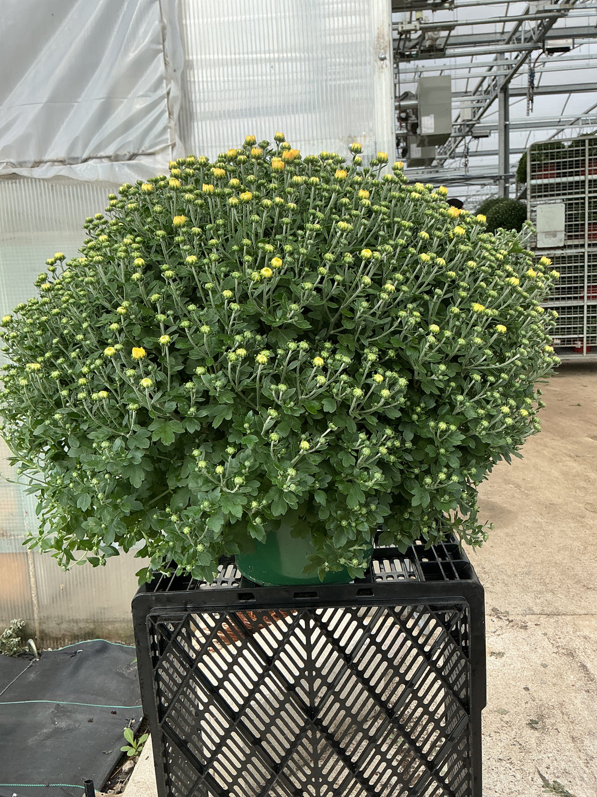 Chelsey Yellow - 9"x6" Potted Garden Mum