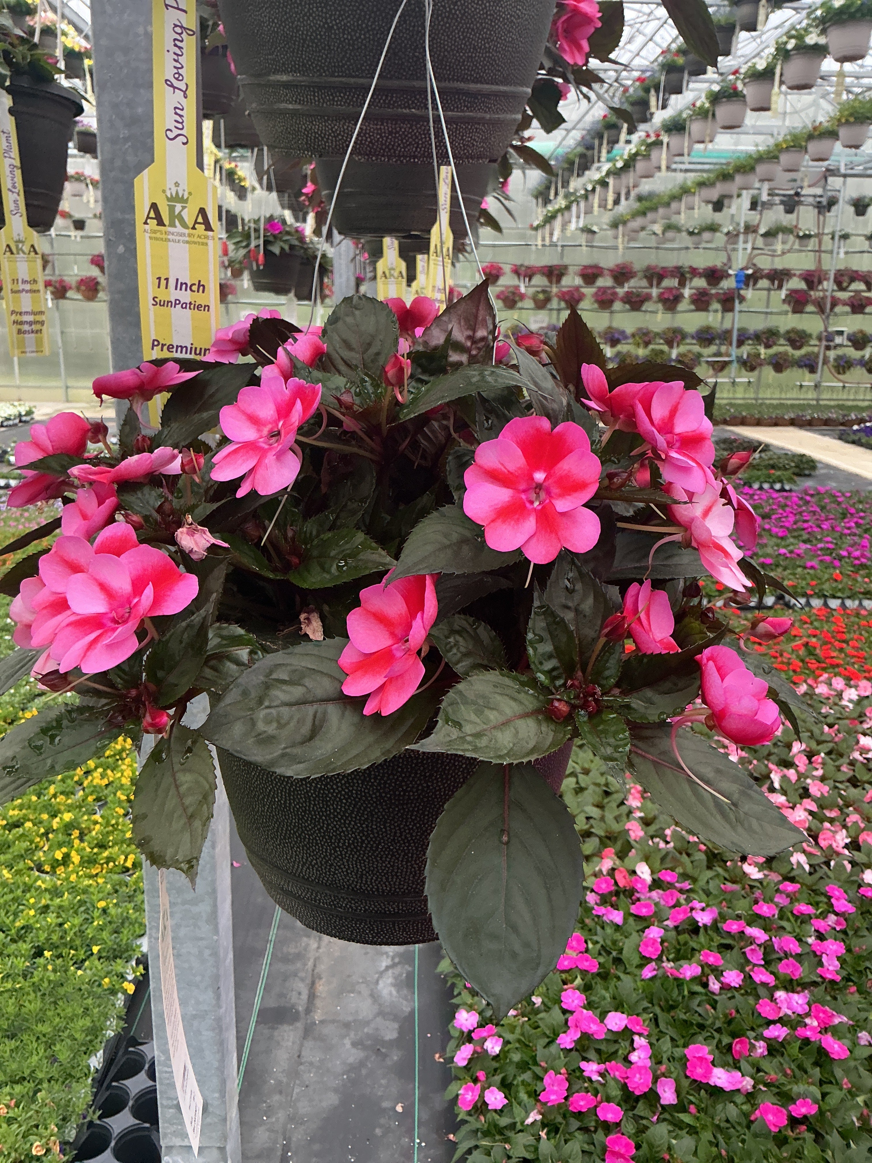 SunPatiens Red Candy - 11" Hanging Basket