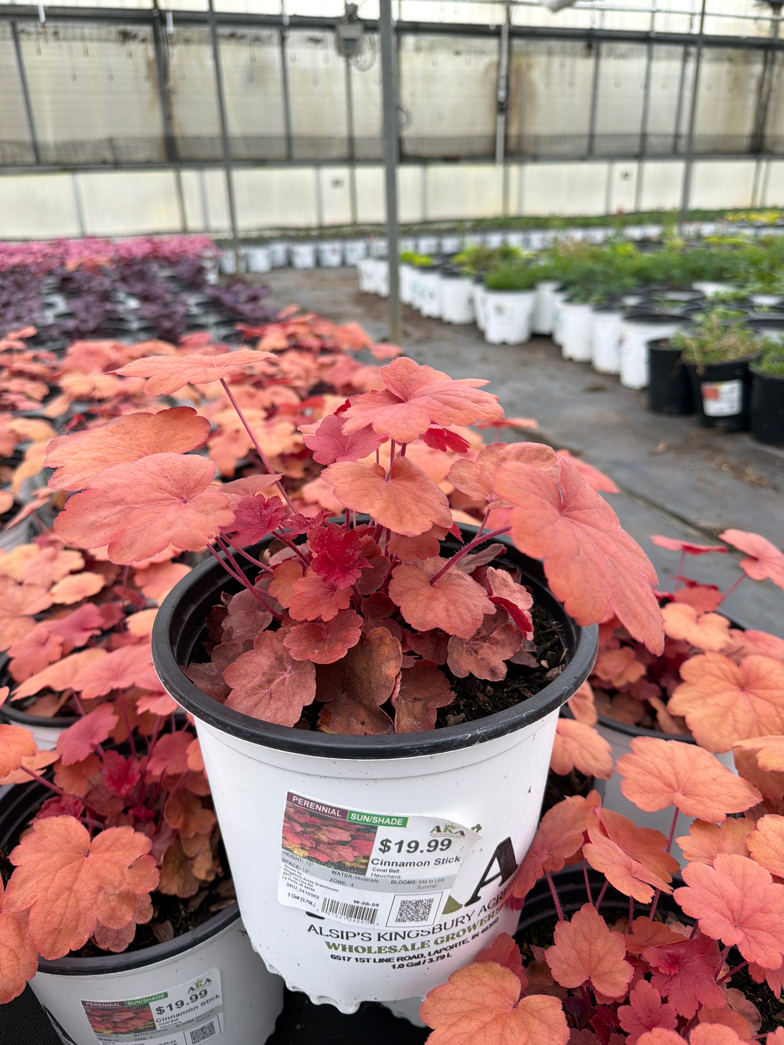 Heuchera Coral Bell Cinnamon Stick – Alsip's Kingsbury Acres