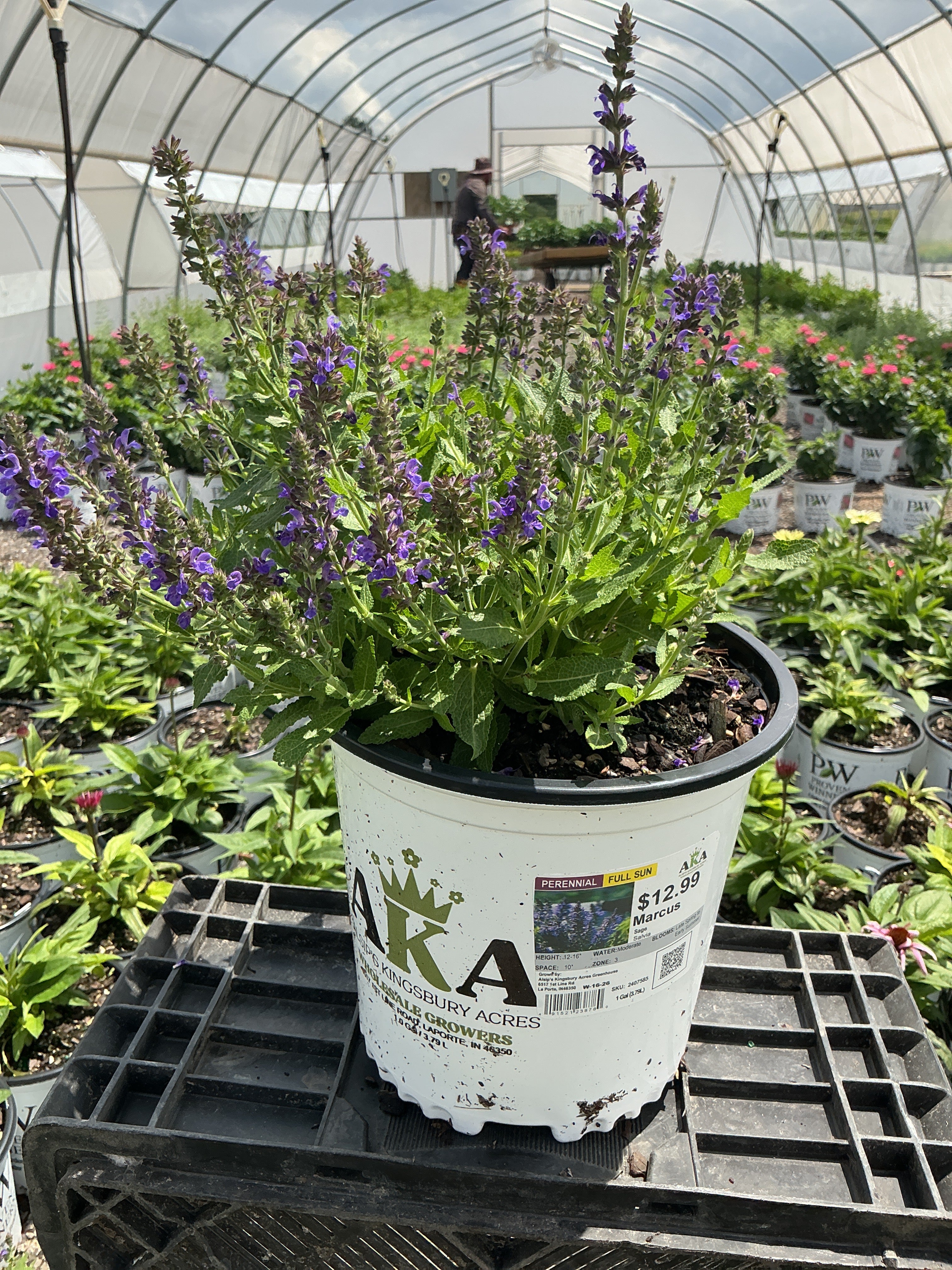 Salvia Sage Marcus