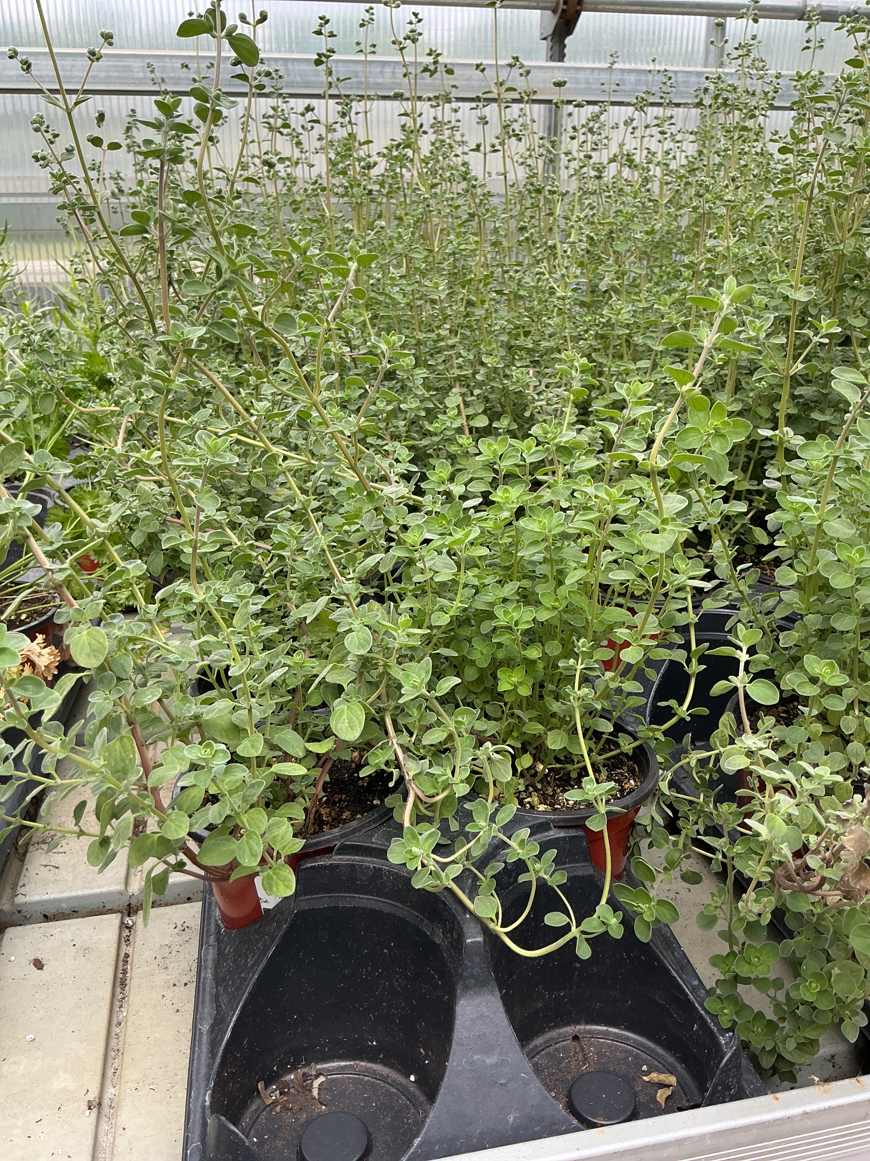 Marjoram Sweet - 4.33" Potted Herb