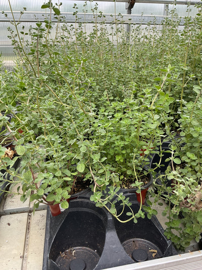 Marjoram Sweet - 4.33" Potted Herb