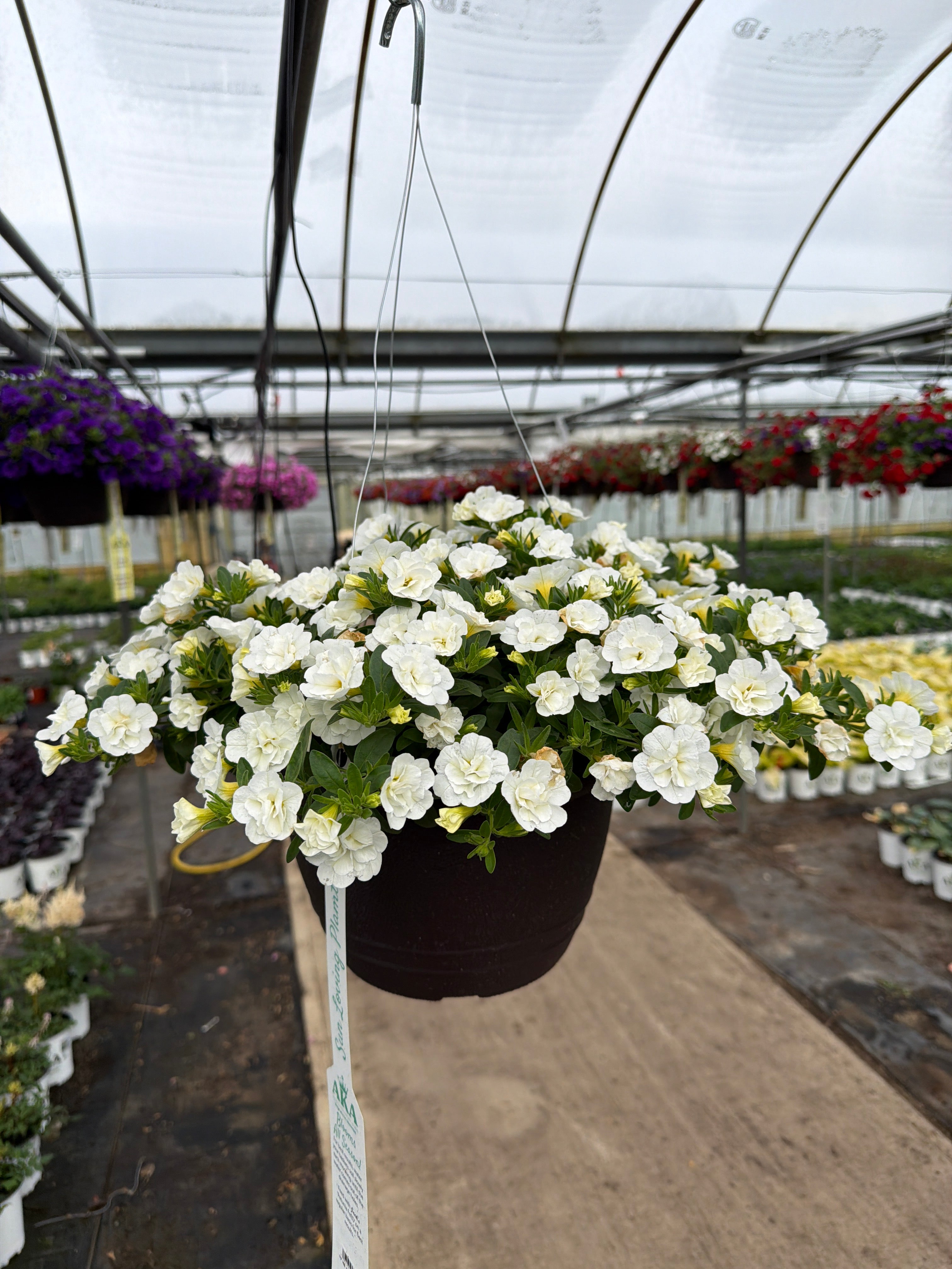 Calibrachoa MiniFamous Neo Double White - 11" Hanging Basket