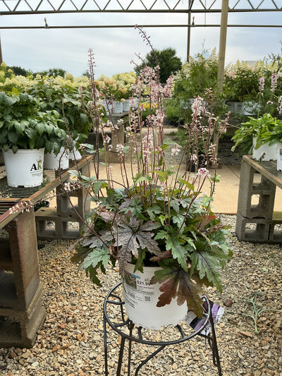 Tiarella Foam Flower Sugar and Spice