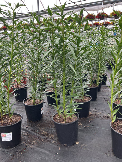 Lilium Lily Orienpet Montego Bay