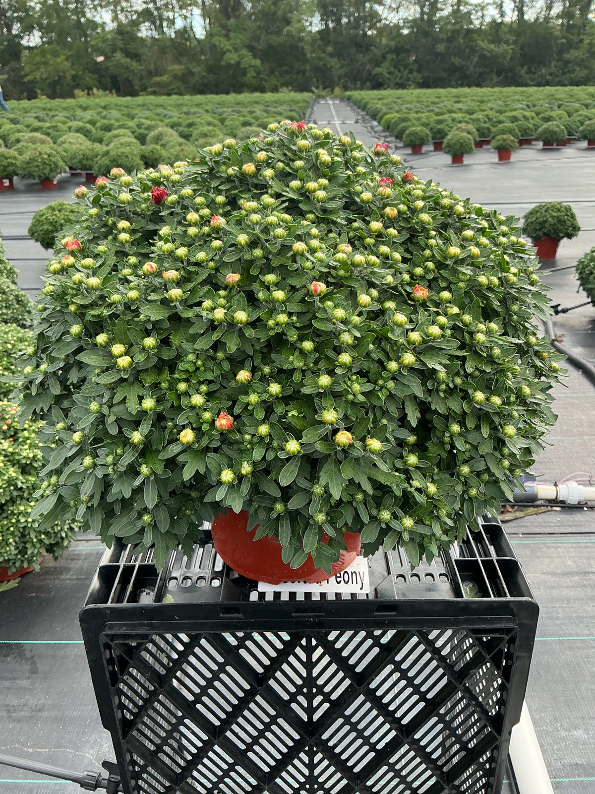 Zuma Orange - 8"x6" Potted Garden Mum