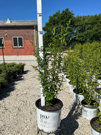 Althea Purple PIllar, Rose of Sharon