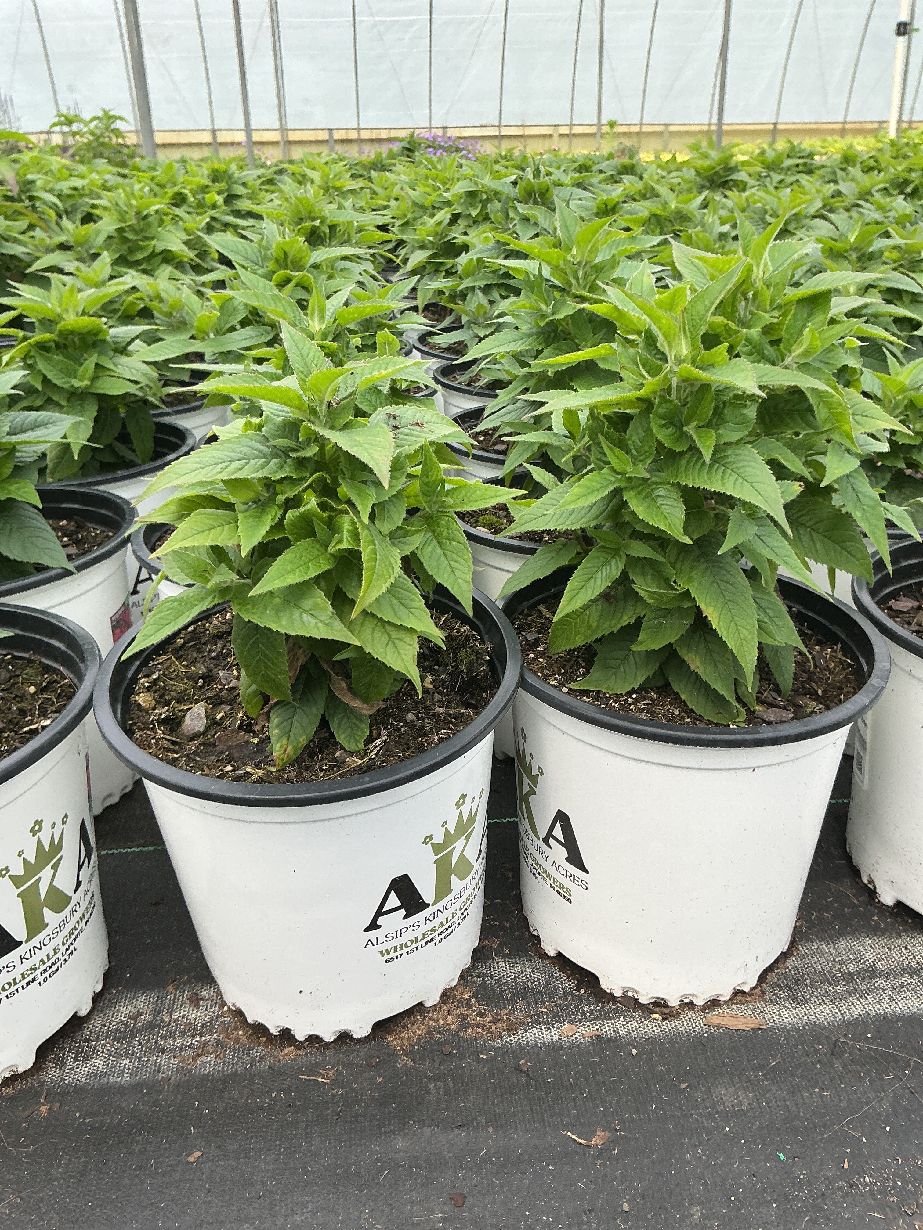 Monarda Bee Balm Balmy Rose