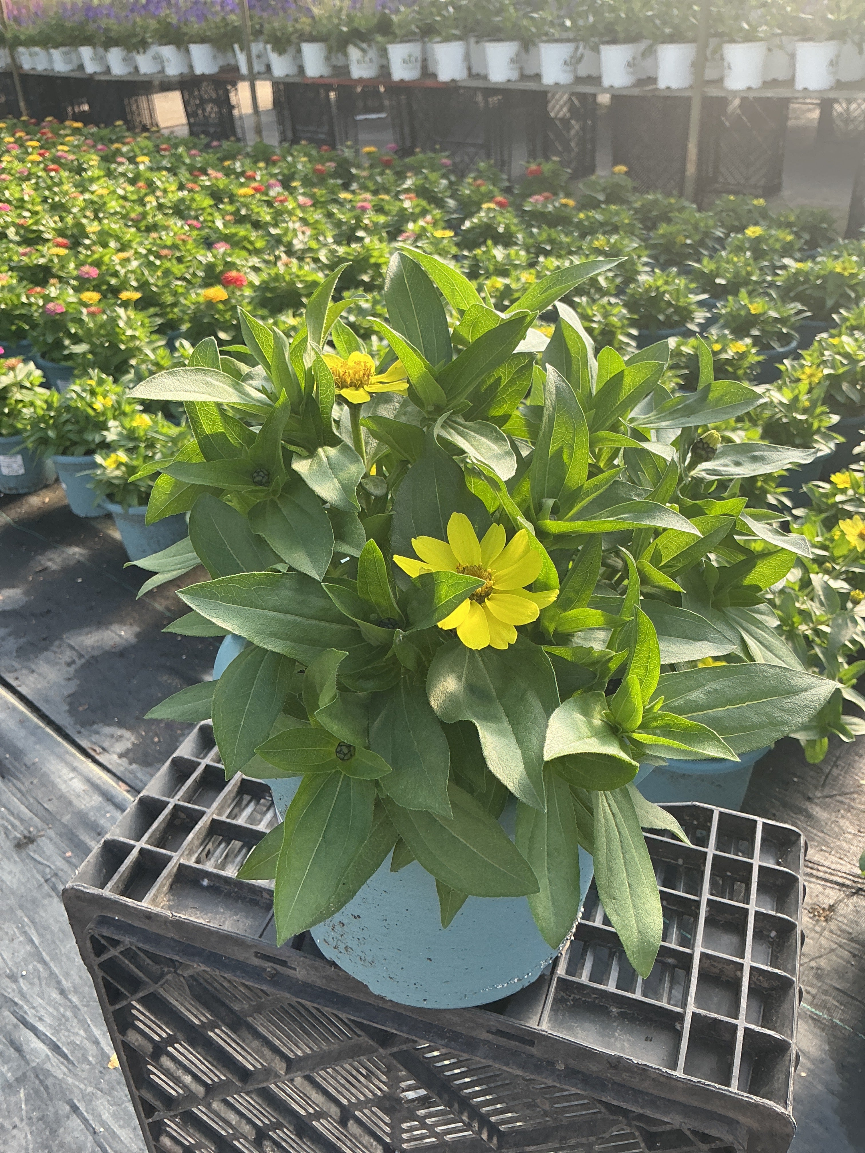 Zinna Zahara Yellow  - 8" Planter