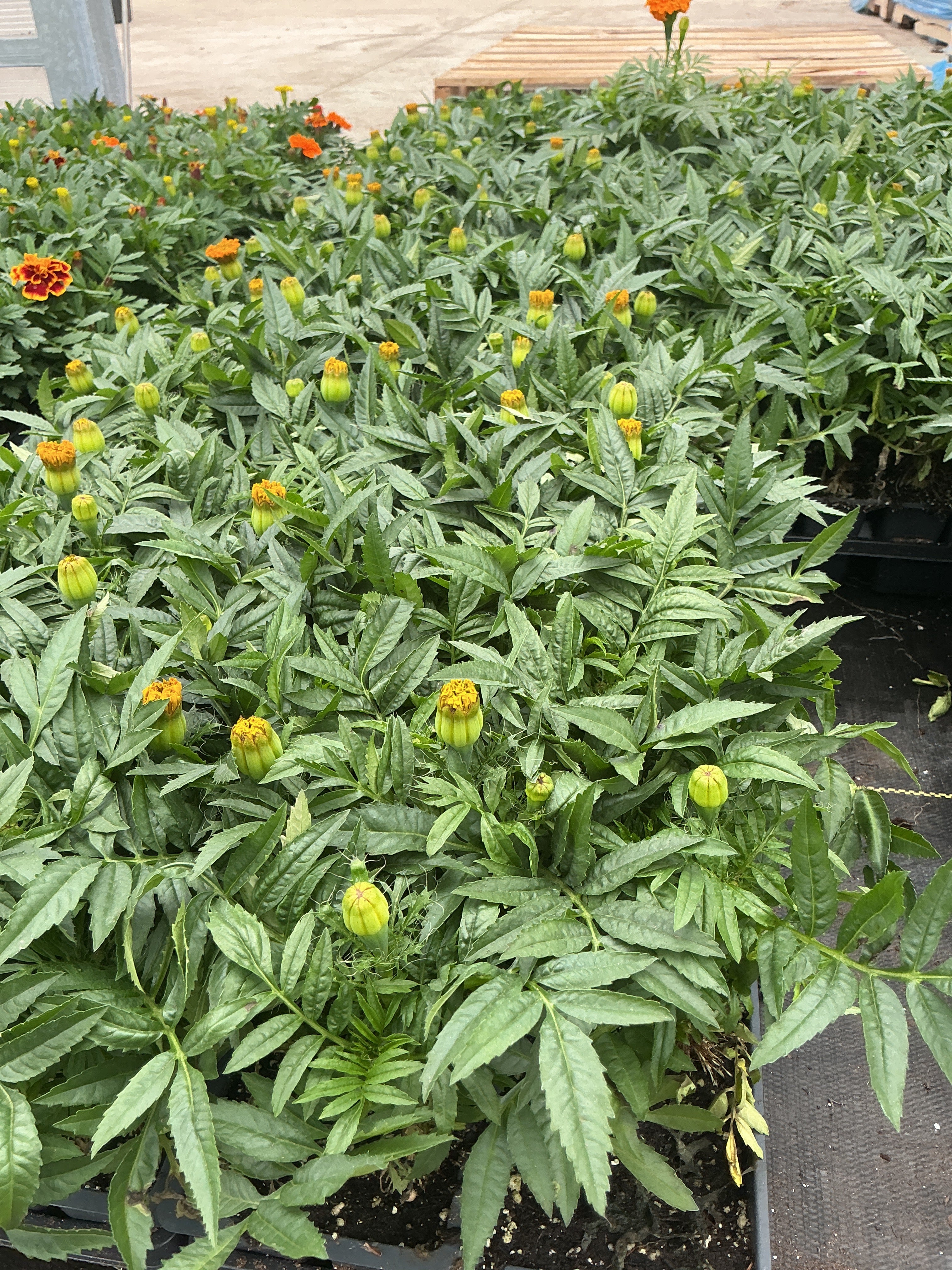 Marigold Taishan  Orange - 4 Pack Annual
