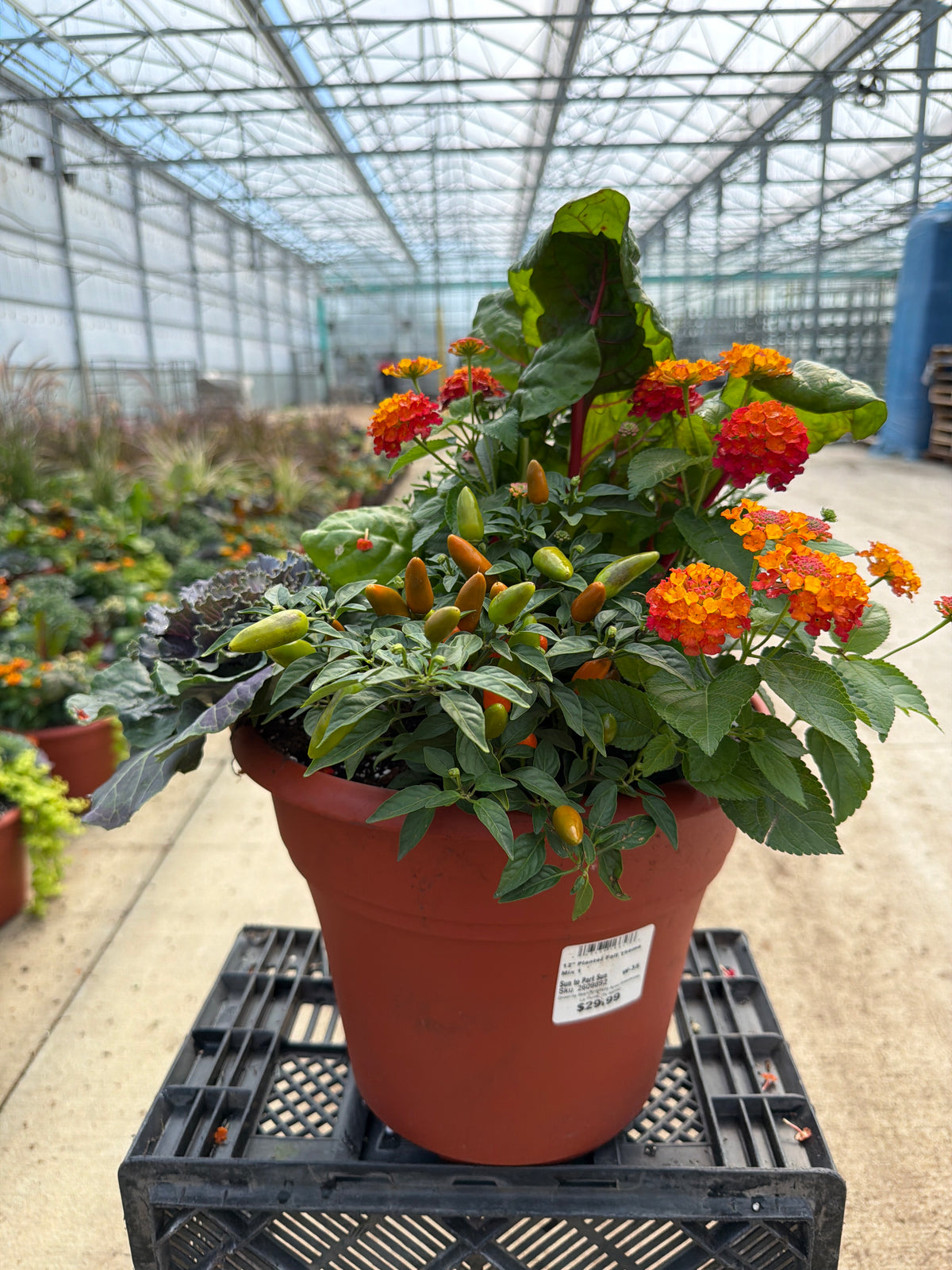 12" Planter Fall