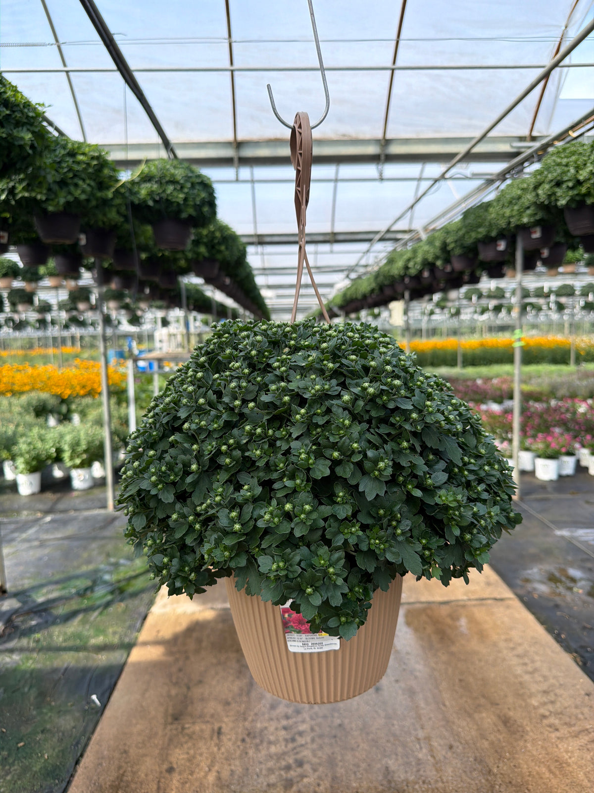 Danielle Purple - 8" Garden Mum Hanging Basket