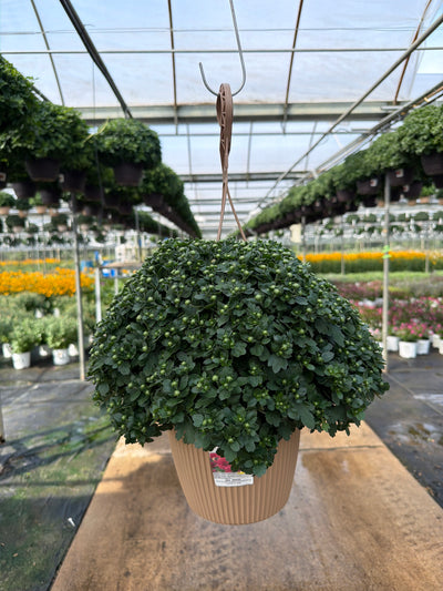 Danielle Purple - 8" Garden Mum Hanging Basket