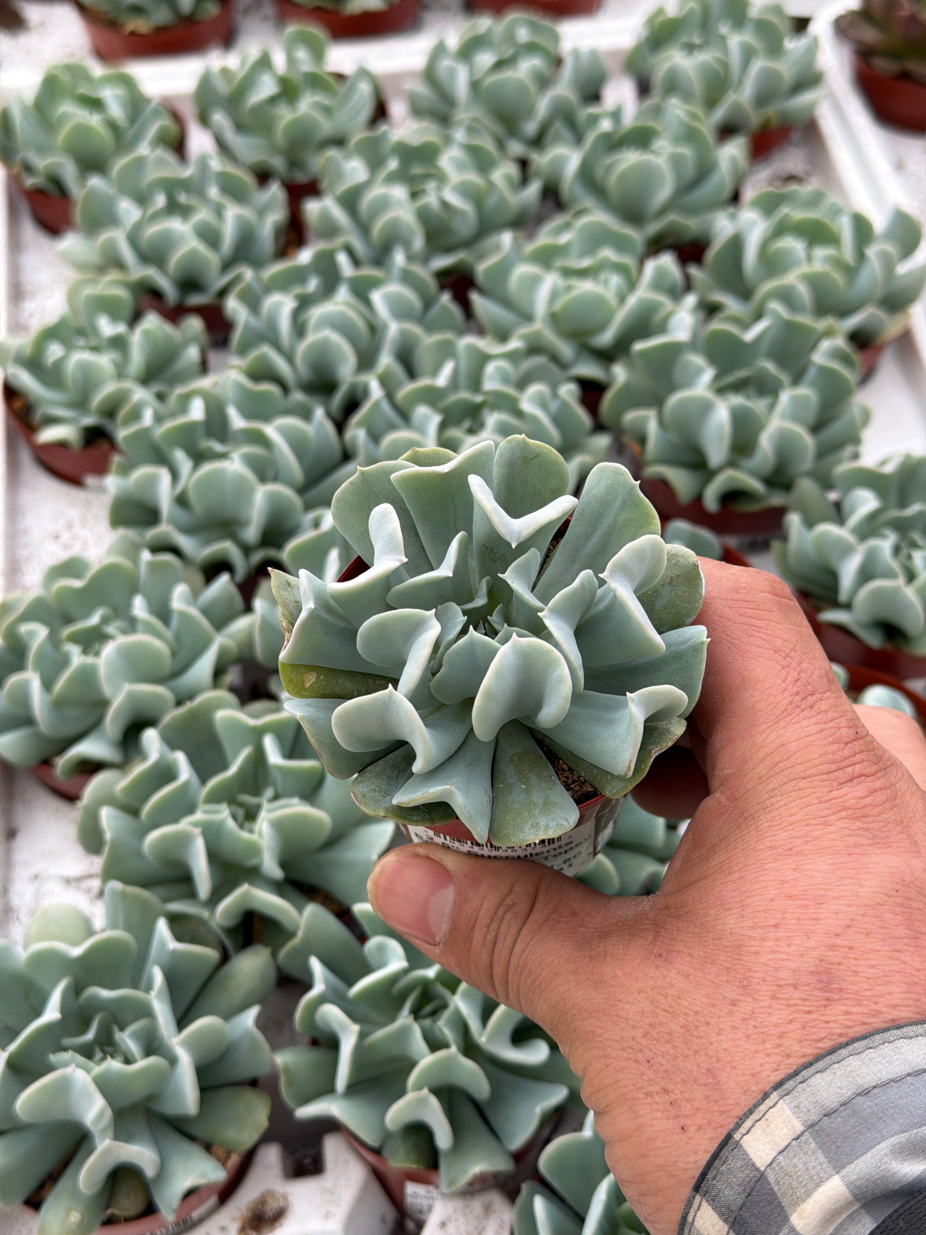 Echeveria run Topsy Turvy - 2.5" Succulent