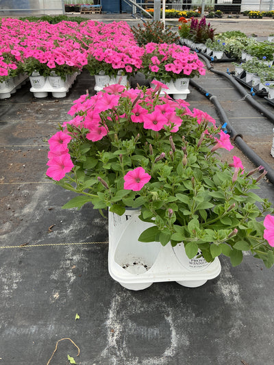 Petunia Supertunia Vista Bubblegum - 4.25" Proven Winners Annual