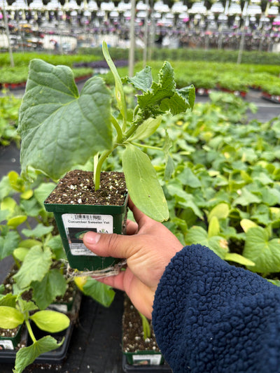 Cucumber Sweeter Yet - 4" Potted Vegetable