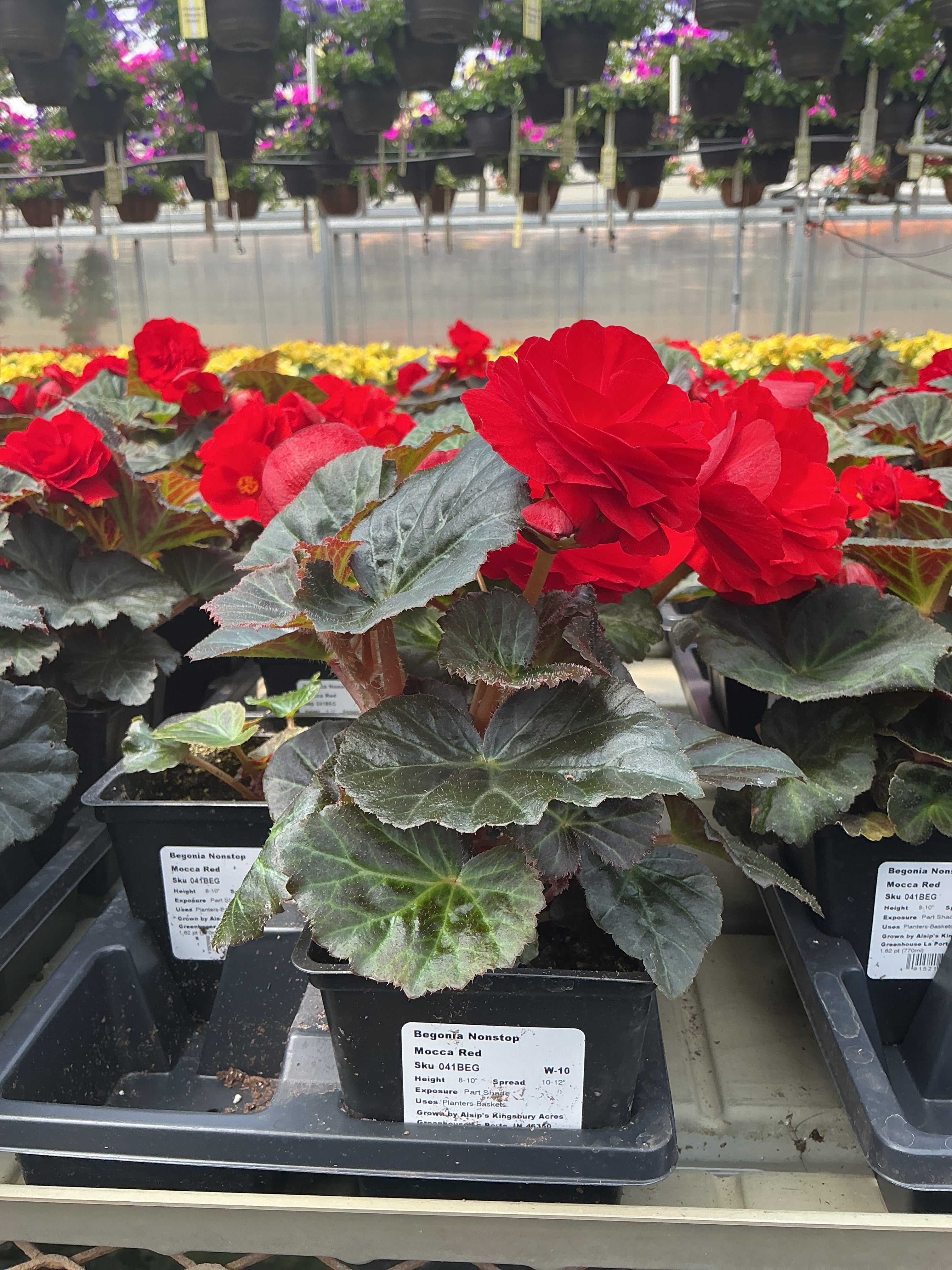 Begonia Nonstop Mocca Red - 4.5" Potted Begonia