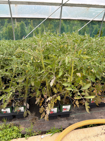 Tomato Burpee Big Boy - 4" Potted Vegetable