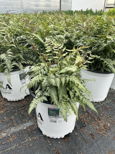 Athyrium Japanese Painted Fern