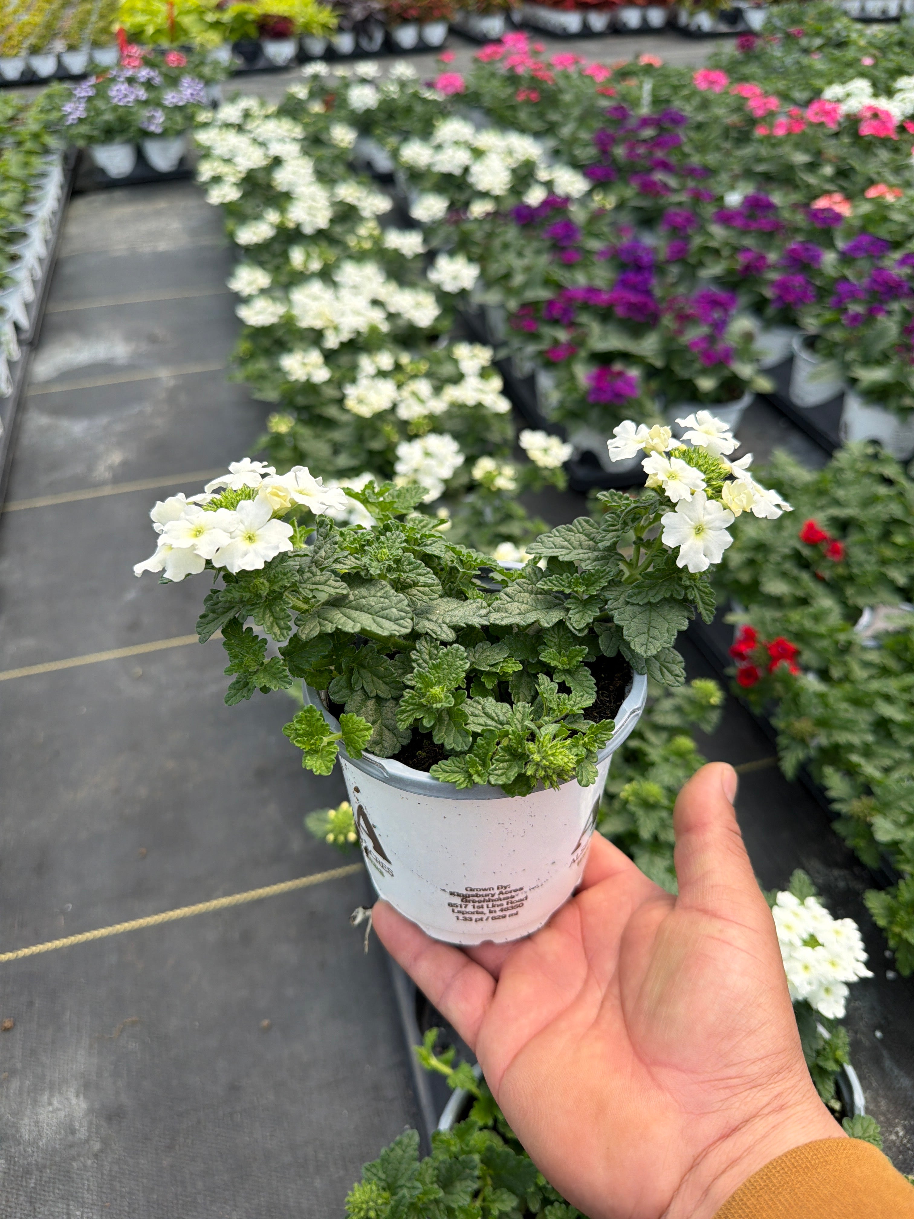 Verbena Firehouse White - 4.33" Premium Annual