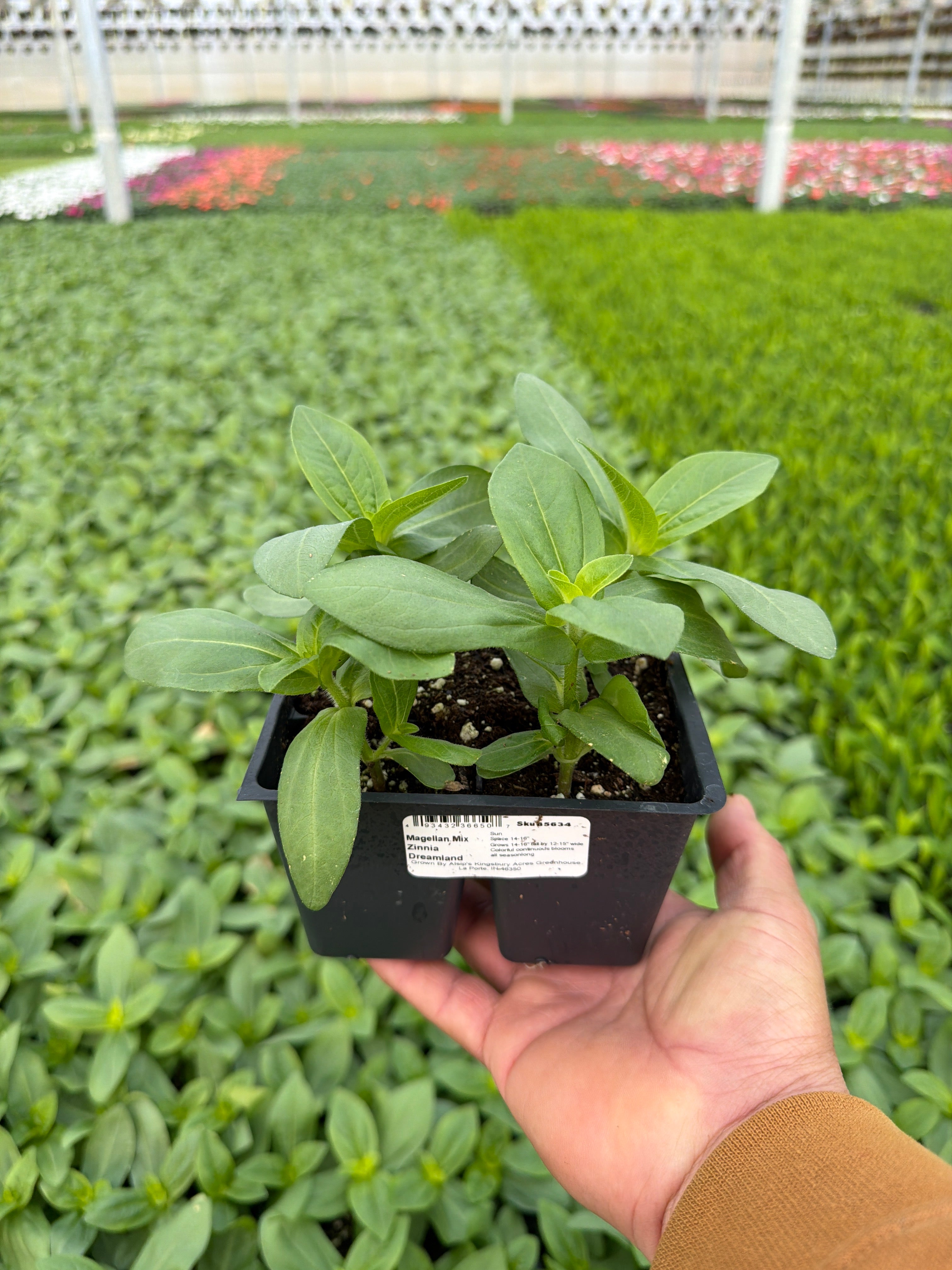 Zinnia Dreamland Magellan Mix - 4 Pack Annual