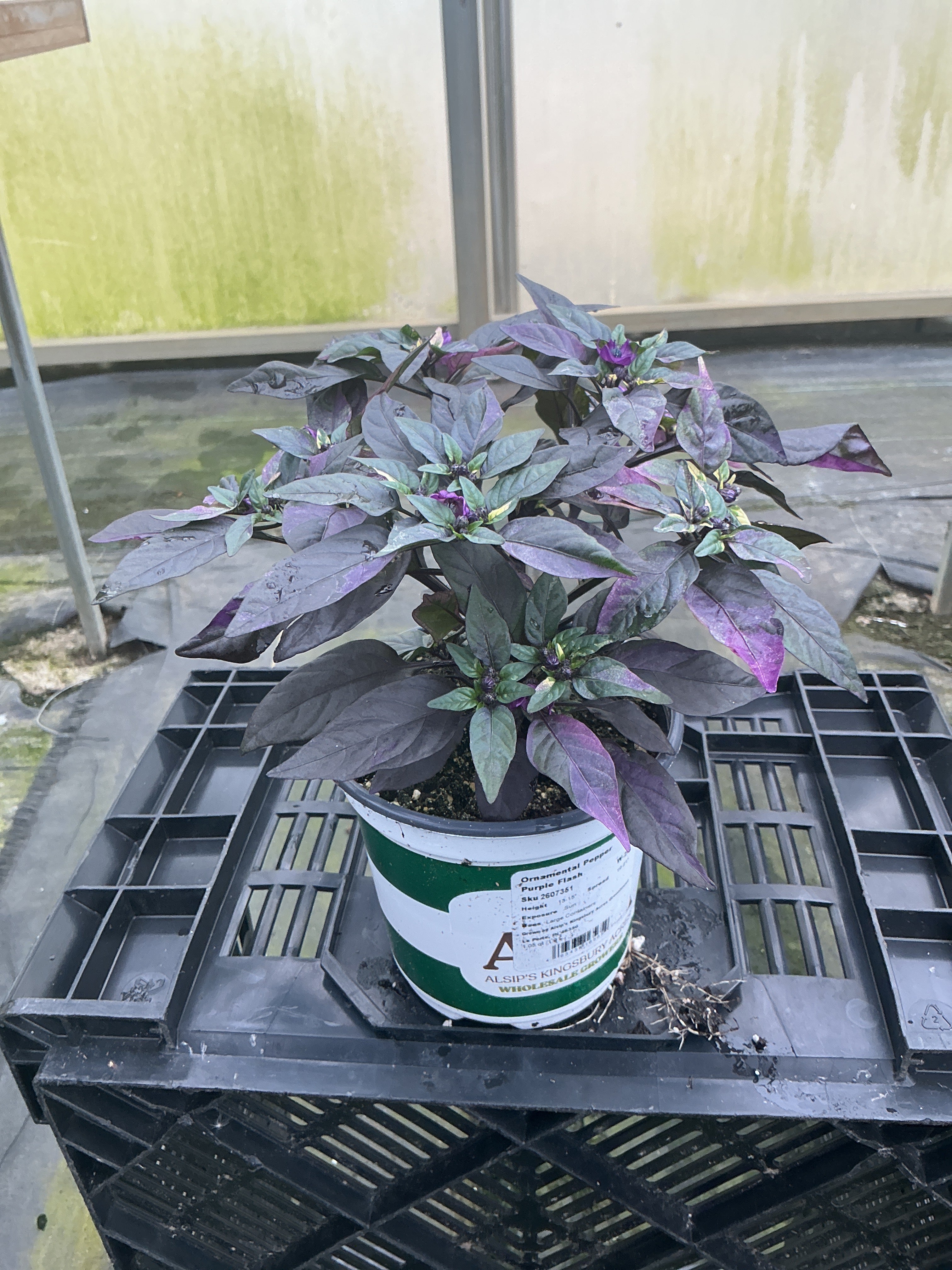 Purple Flash Ornamental Pepper - 5" Fall Annuals