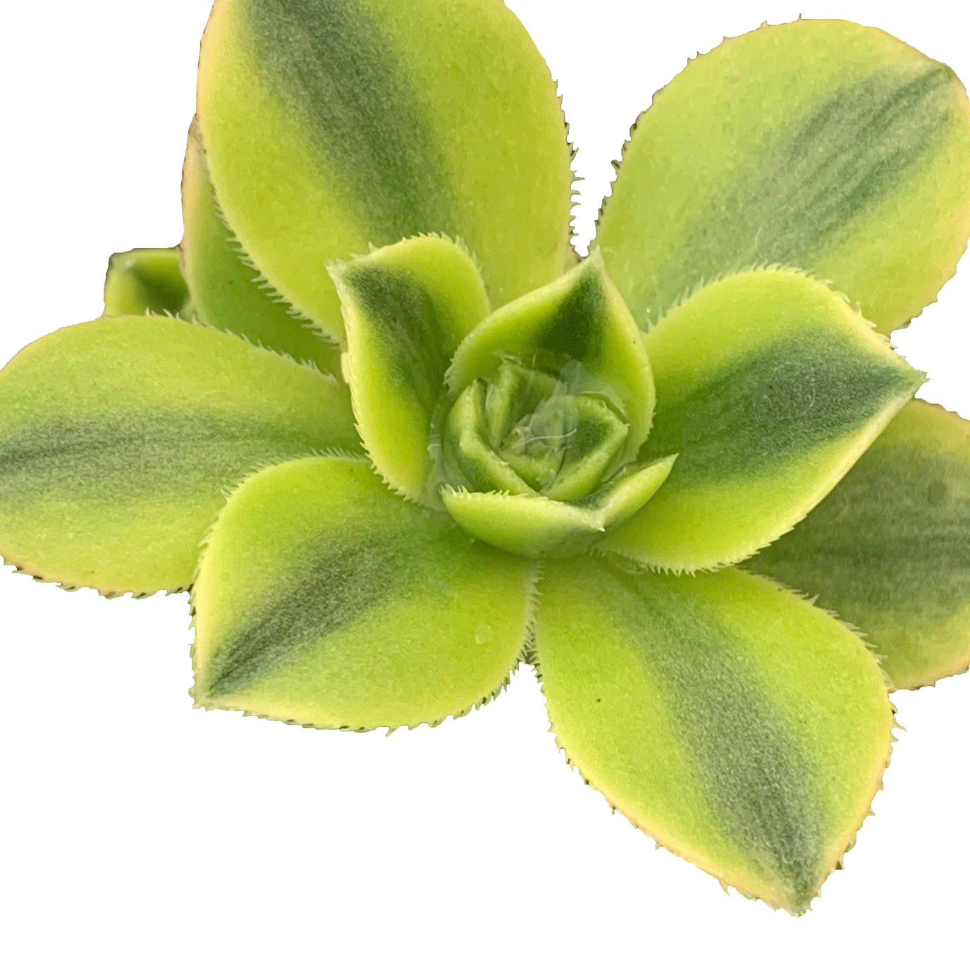 Aeonium Sunburst - 4" Succulents