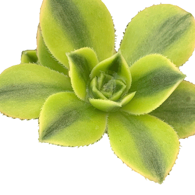 Aeonium Sunburst - 4" Succulents