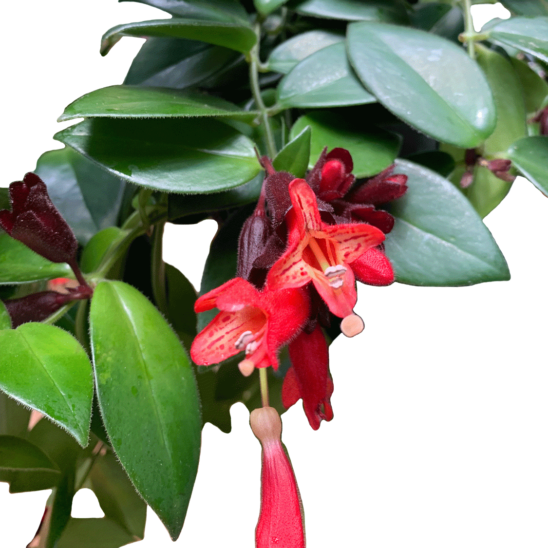 Aeschynanthus Mona Lisa - 2.5" Succulent