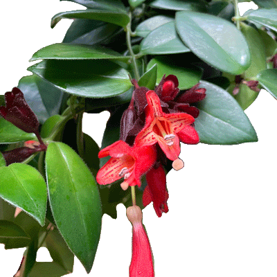 Aeschynanthus Mona Lisa - 2.5" Succulent